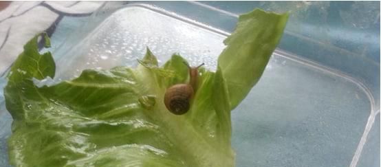 小蜗牛怎么养最好