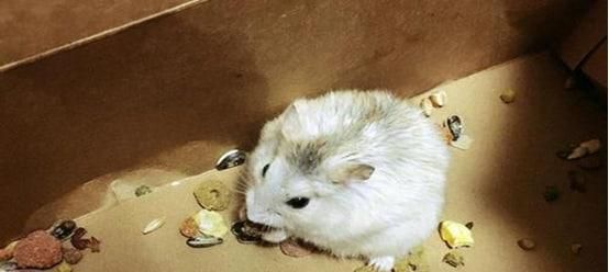 仓鼠掉水里了碍事吗