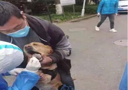 狗需不需要做核酸呢