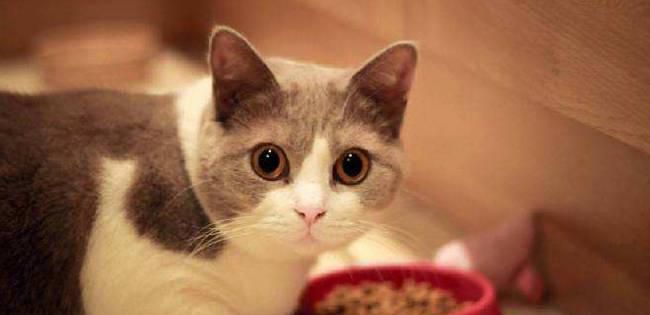 猫咪的胡子为什么不可以剪掉