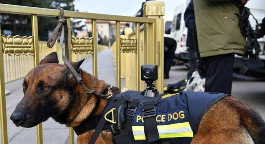 为什么警犬可以帮助警察侦破案件