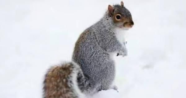 雪地松鼠怎么饲养