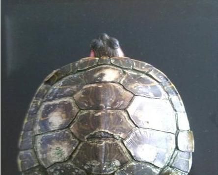 乌龟长大如何换壳