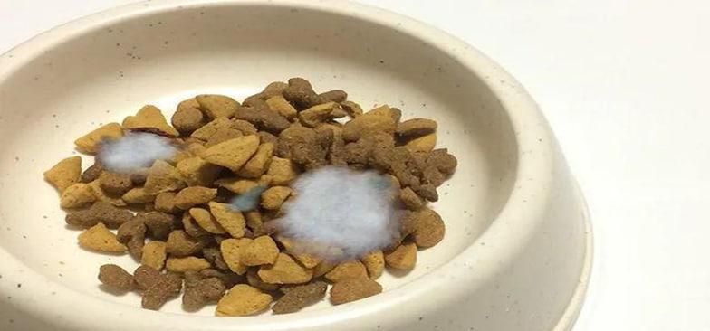 猫咪不怎么吃猫粮什么原因，怎么办