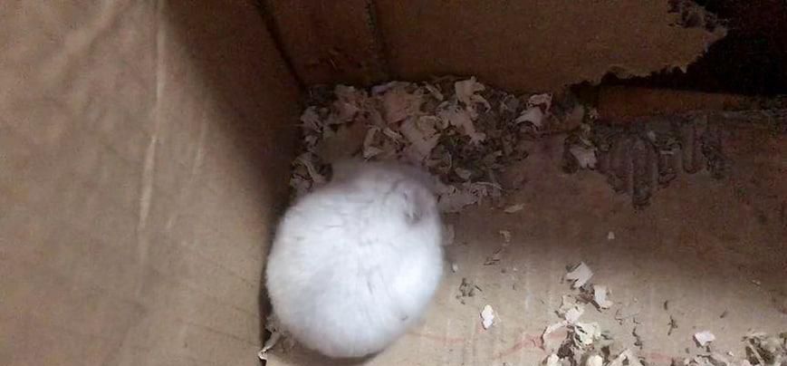养仓鼠应该注意哪些事项
