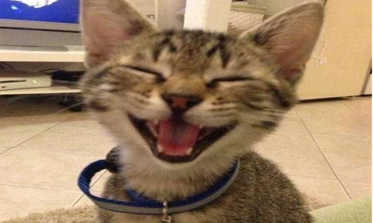 怎么判断猫咪开心不开心