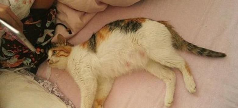 怎么判断母猫生完小猫