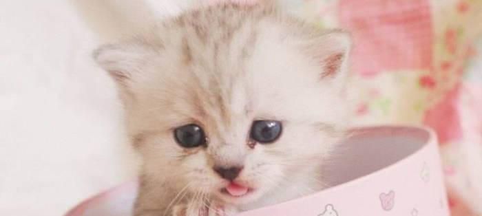 茶杯猫是什么品种