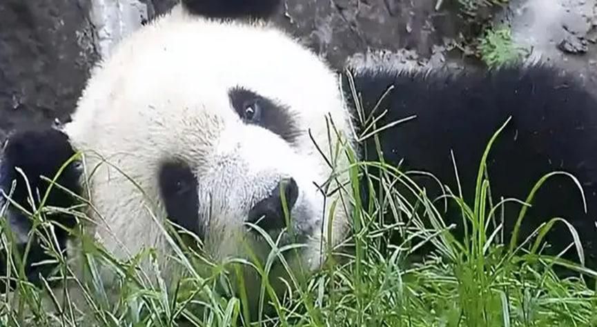 大熊猫为什么爱爬树