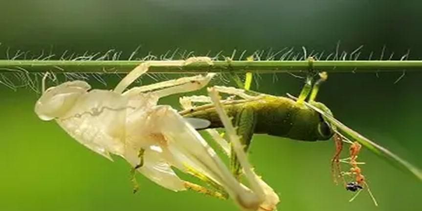 昆虫为什么要脱皮