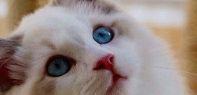 布偶猫的品种怎么区分