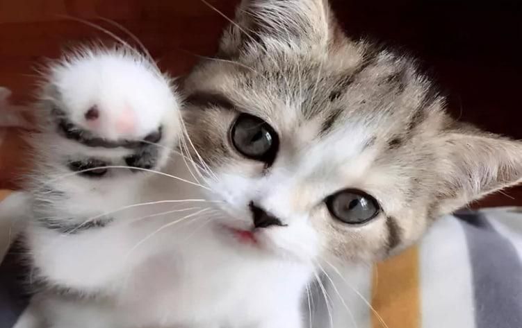 猫咪眼睛发炎青光眼怎么养护