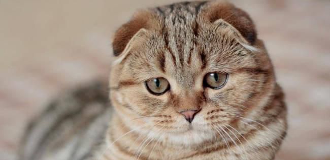 猫咪在黑暗中能不能看清东西