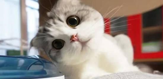 猫咪晚上一直叫怎么办