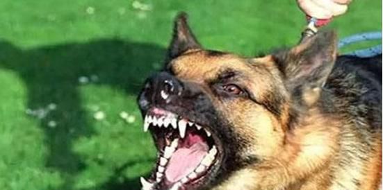 怎么看宠物是否患了狂犬病？