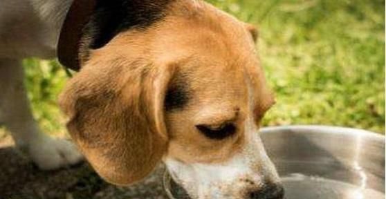 如何照顾高龄宠物犬