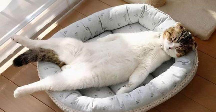 小猫咪睡姿销魂可爱