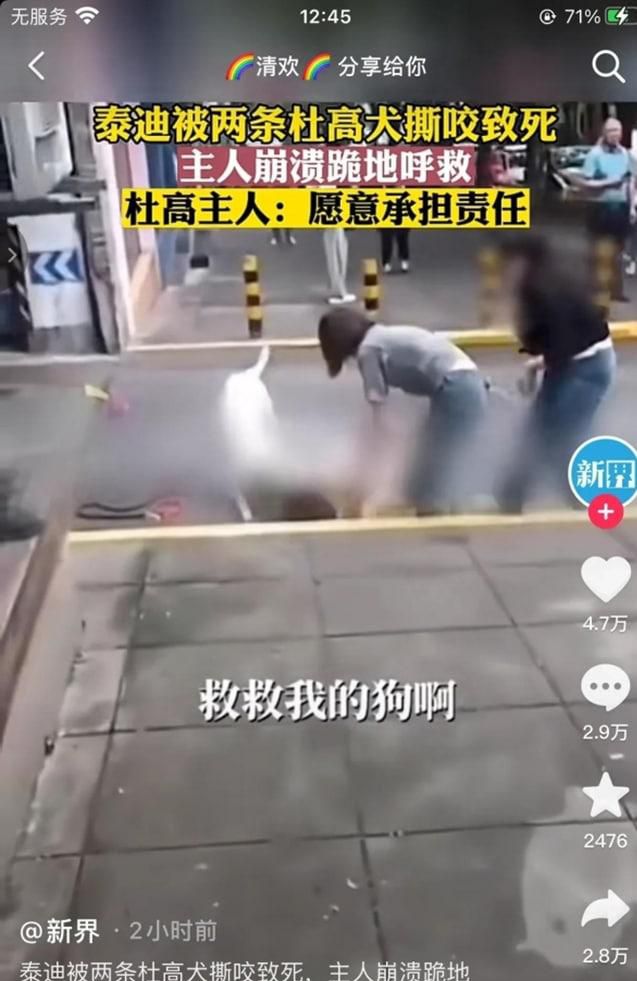 泰迪被杜高犬撕咬致死