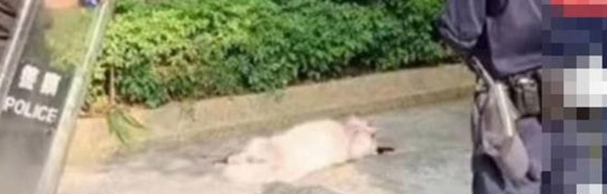 主人被自家狗严重咬伤