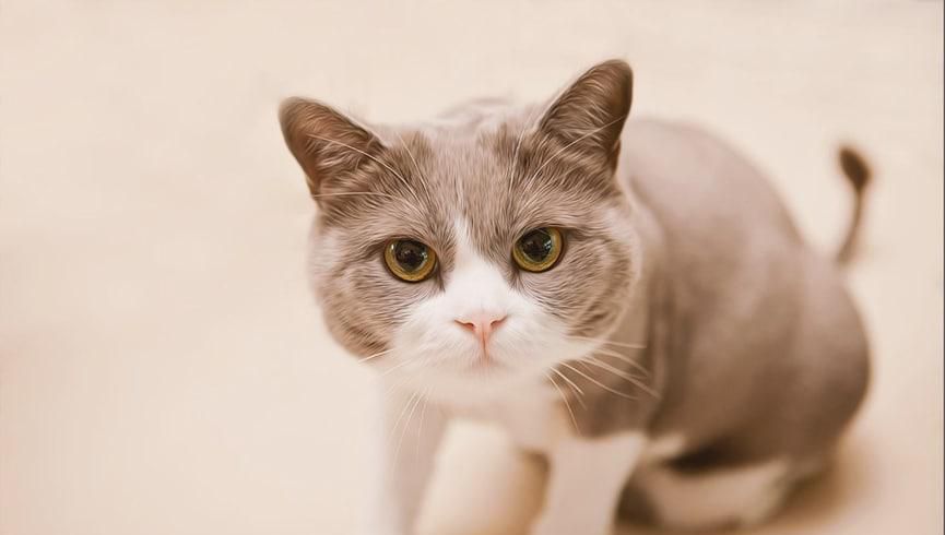 孕妇可以养猫吗