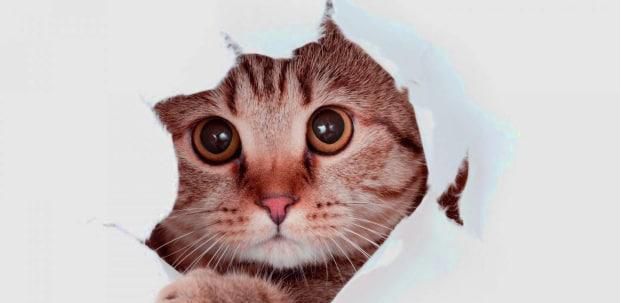 多久需要清理一次猫砂