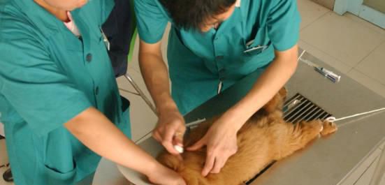 狂犬病的传播途径有哪些如何避免