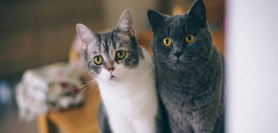 猫咪胆小怎么接近