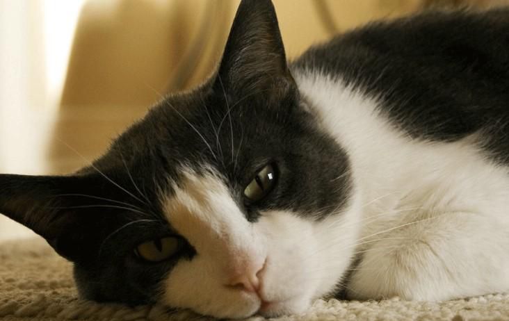 猫咪会得抑郁症吗