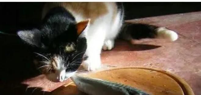 猫咪可以吃生鱼吗