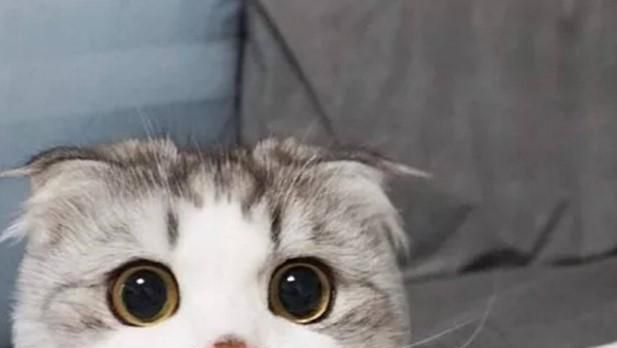 猫咪总是半夜叫怎么回事