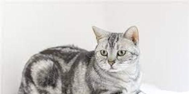 养美短猫十大禁忌