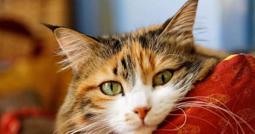 猫乱拉咋办