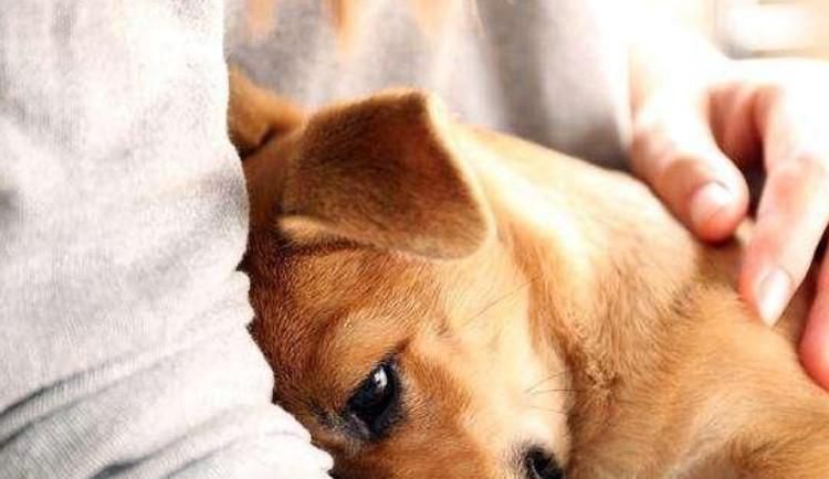 狗子被鞭炮吓到怎么办