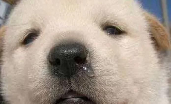 狗狗流黄鼻涕什么原因