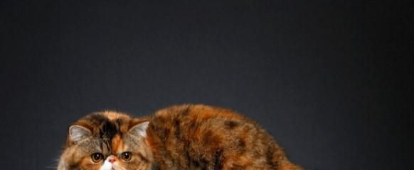 长毛猫掉毛严重吗