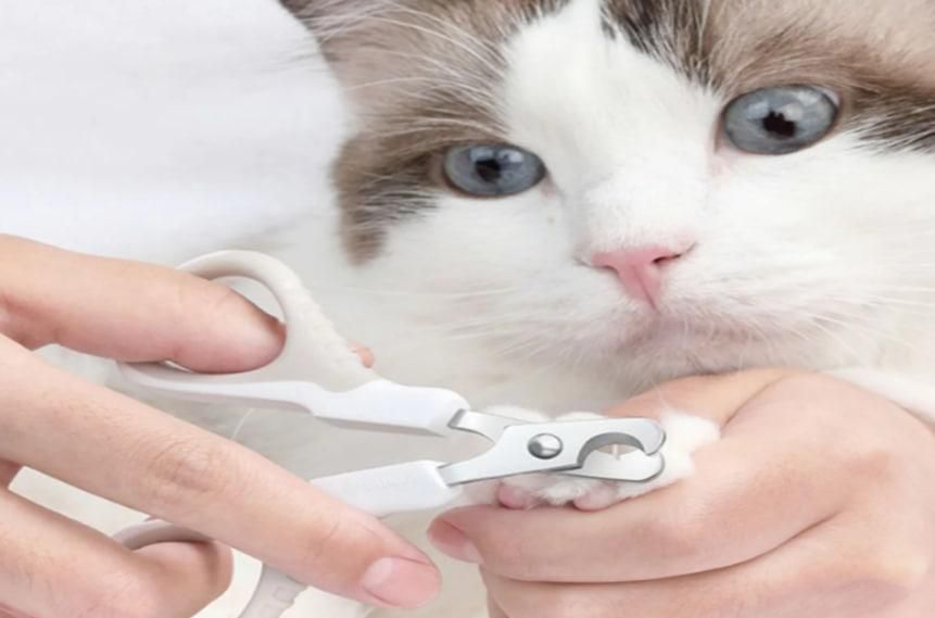 猫猫打架怎么办