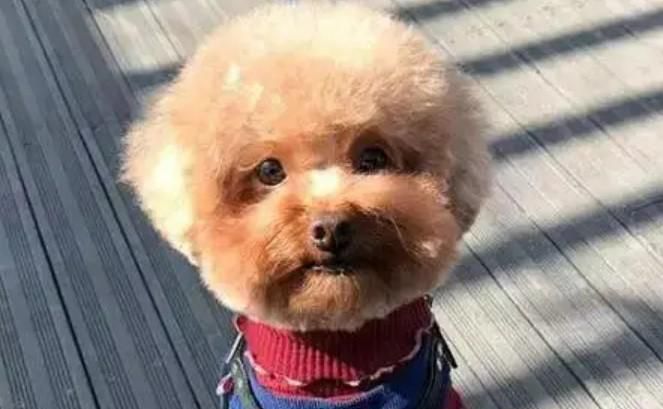 养泰迪狗有坏处吗