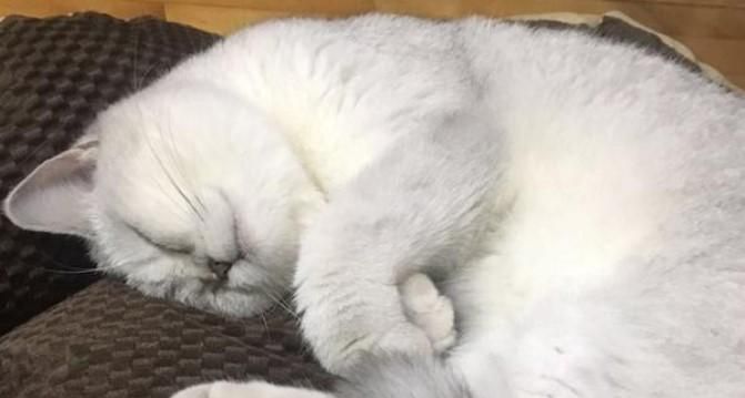 怎么看猫咪是不是喜欢你