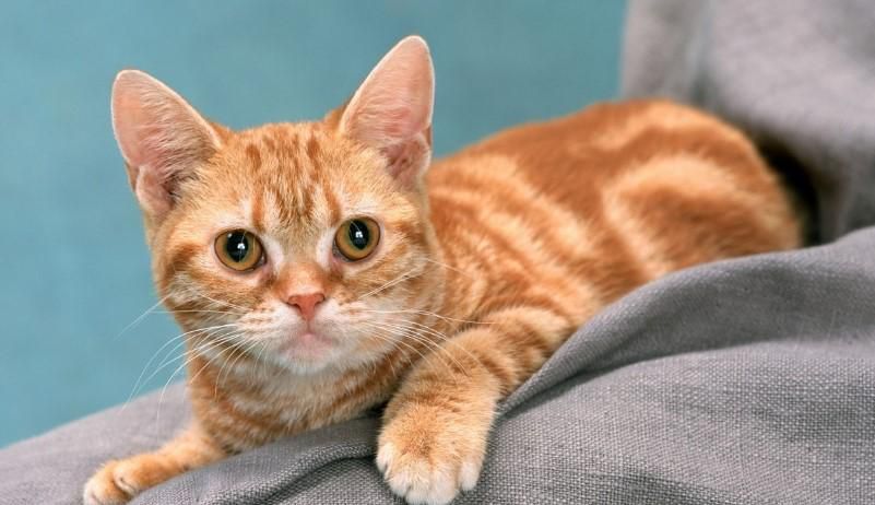 猫特别胆小怎么办