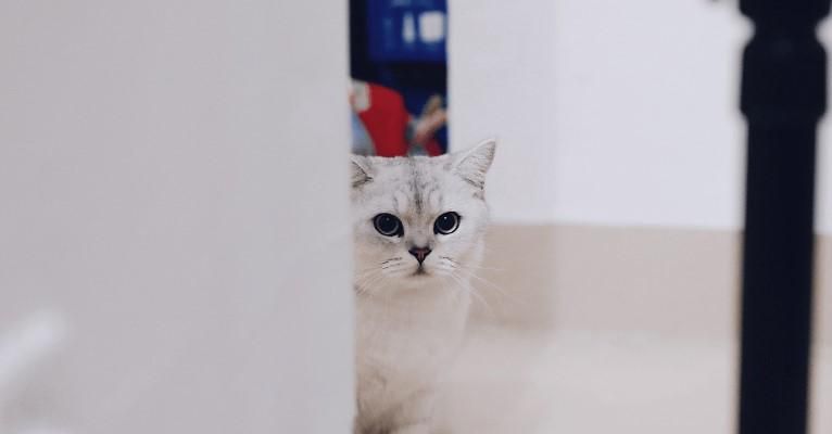 猫总是炸毛怎么回事