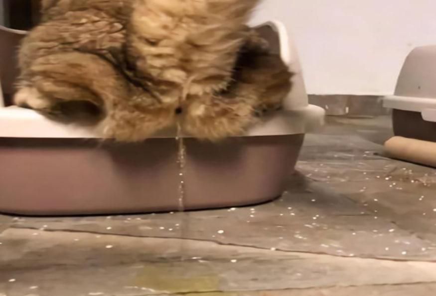 猫咪出现乱尿怎么做