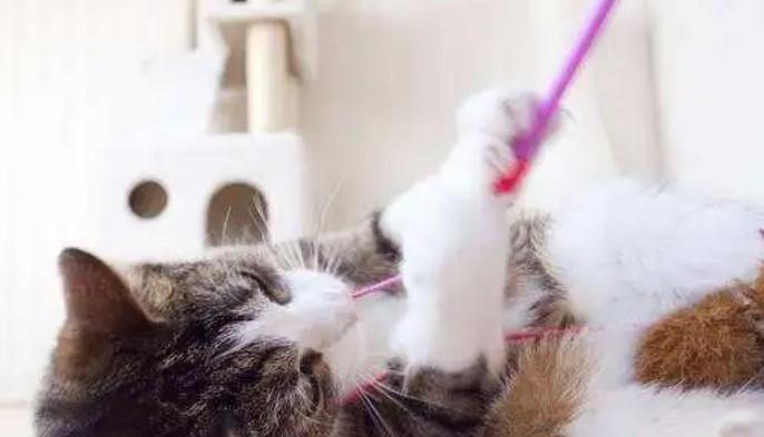 跟猫咪玩耍的注意事项