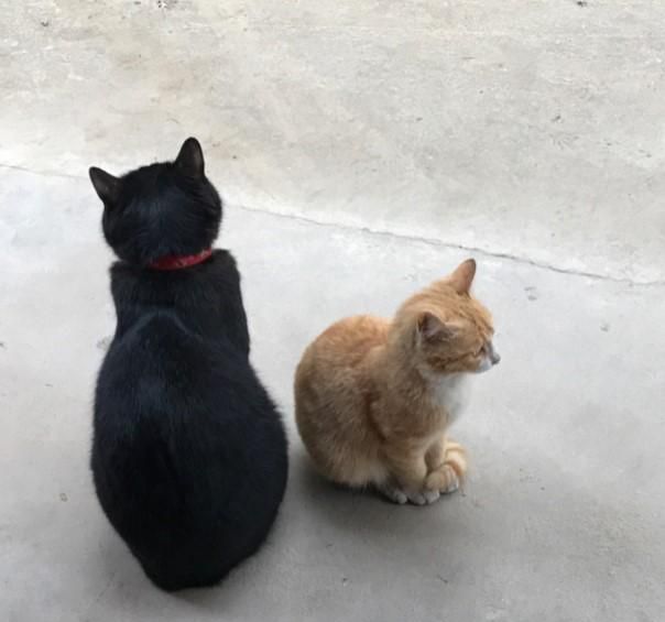 能不能收养野猫