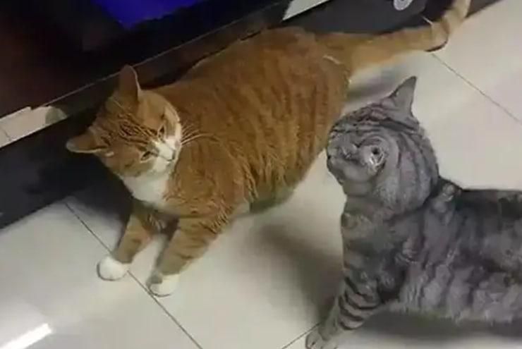猫咪吵闹的原因