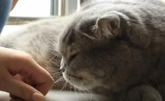猫咪的情绪不好怎么做