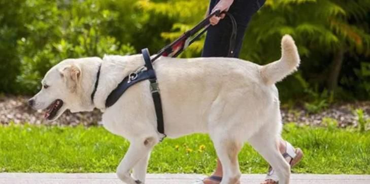 导盲犬可以摸吗