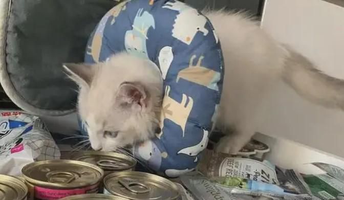 新手养猫的方式