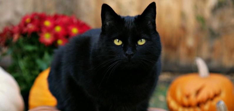 养黑猫需要注意什么