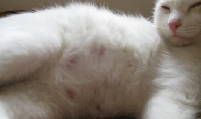 猫咪怀孕的注意事项