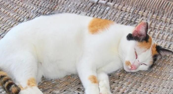 猫睡在地上好吗